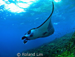 Gliding Manta! by Roland Lim 